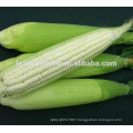 MCO02 Keba high yield hybrid white waxy corn seeds, glutinous corn seeds